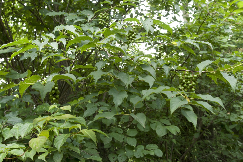 Leaves