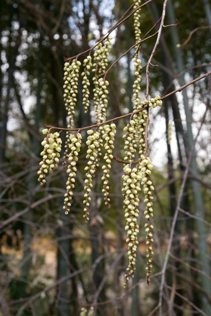 Stachyurus praecox
