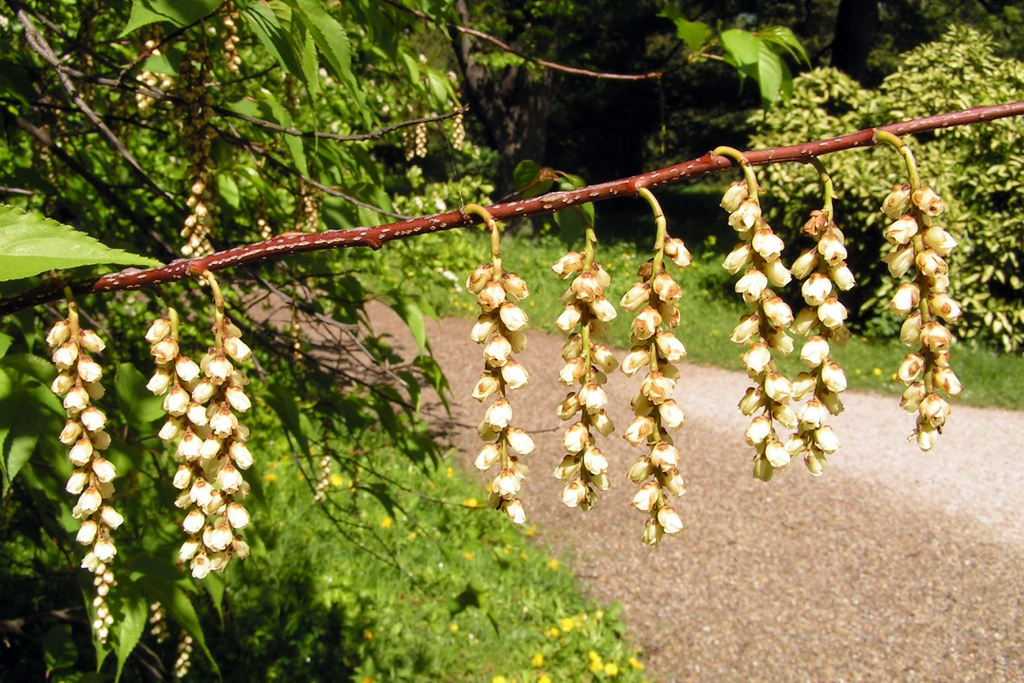 Stachyurus praecox
