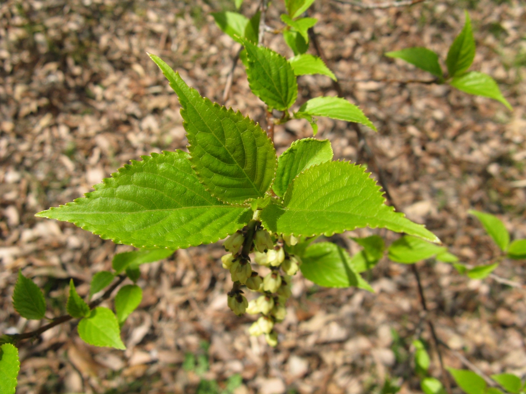 Stachyurus praecox