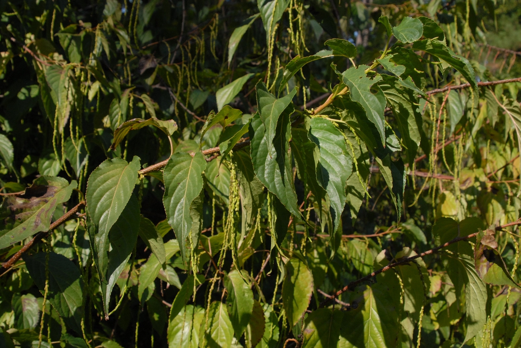 Fruit and Leaves