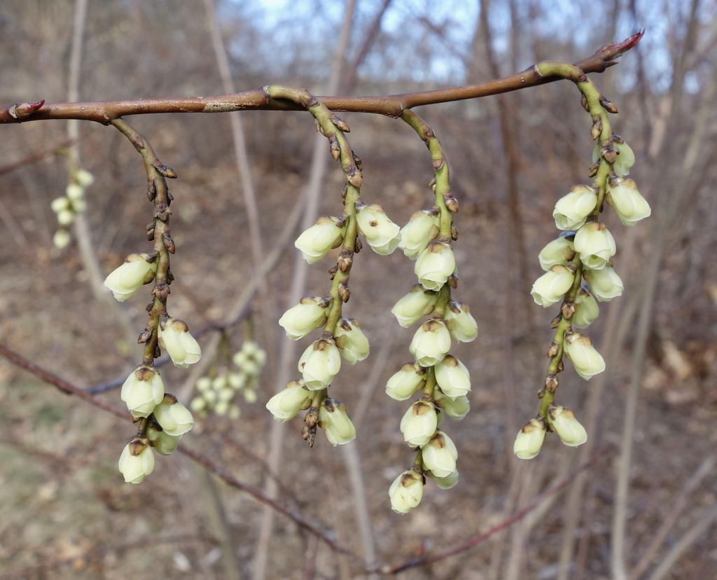 Stachyurus praecox