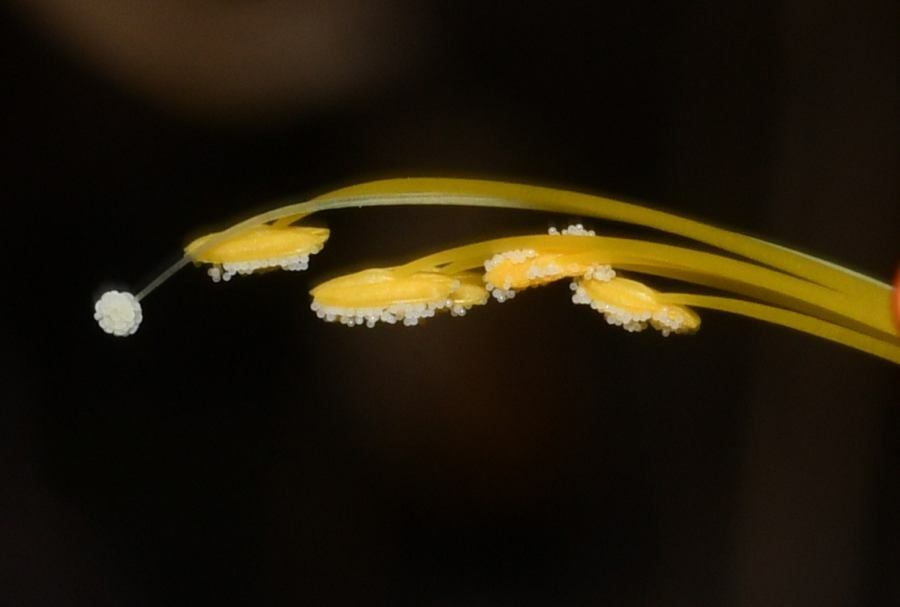 Stamen and anthers in January in Santo Tomas, Mexico