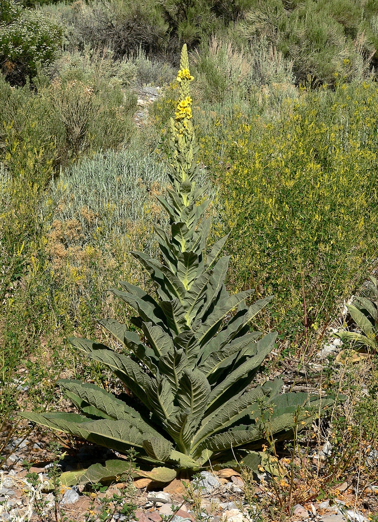 Form