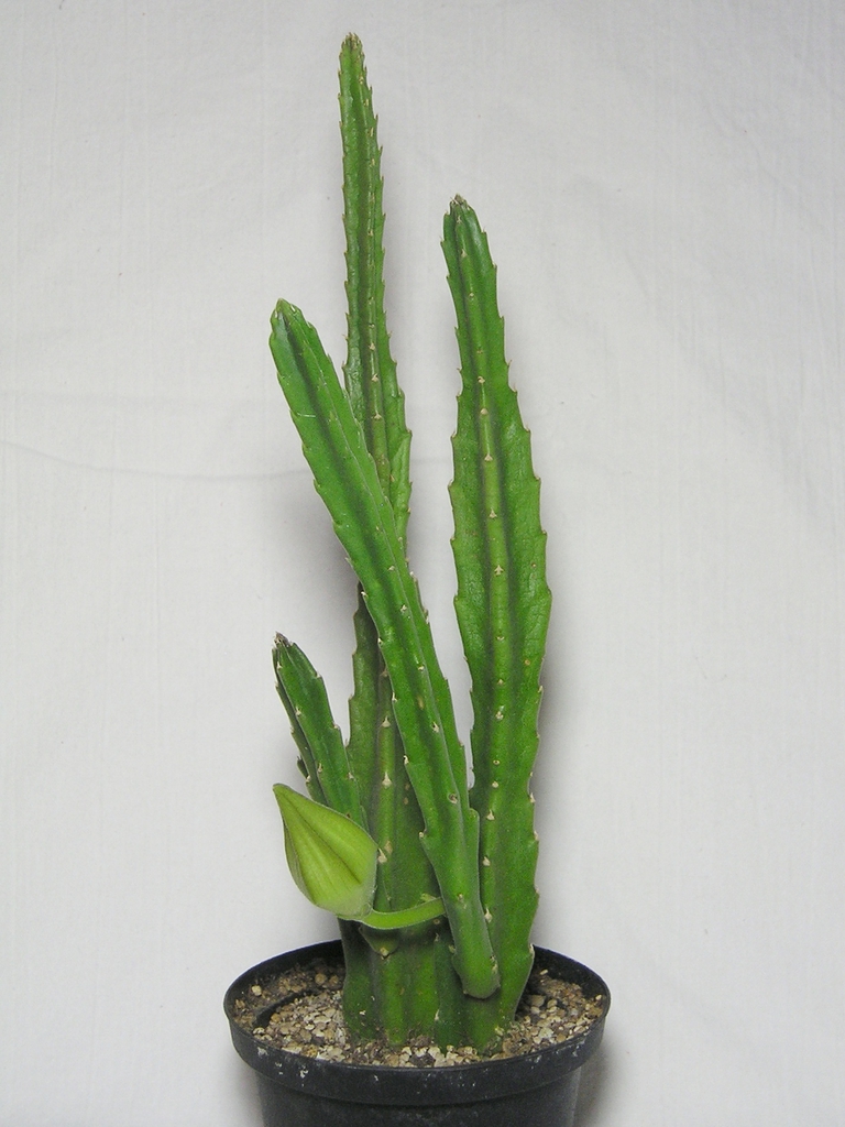Stapelia Hirsuta