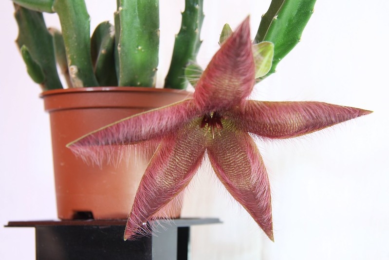 Potted leafless succulent plant with red star-shaped flower