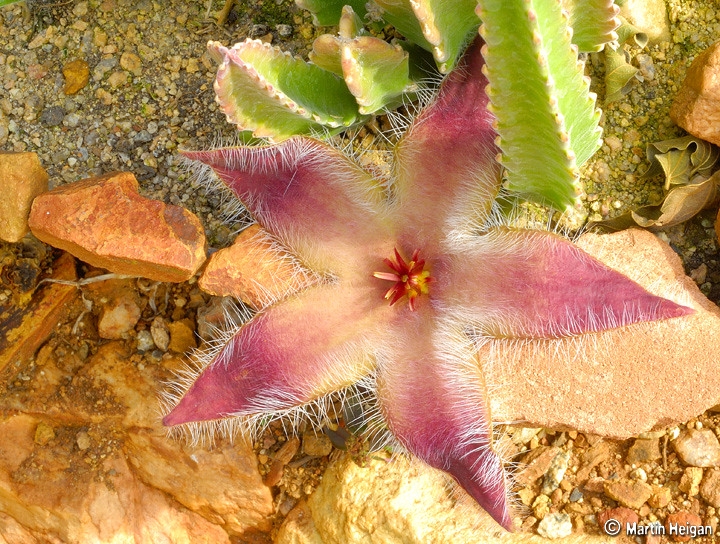 A single hairy, starfish-shaped flowers and succulent stems