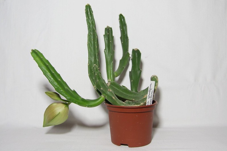 Potted leafless succulent plant with large inflated flower bud