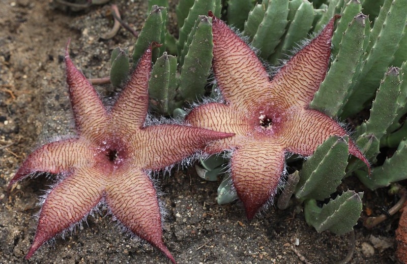 A pair of hairy, starfish-shaped flowers and succulent stems