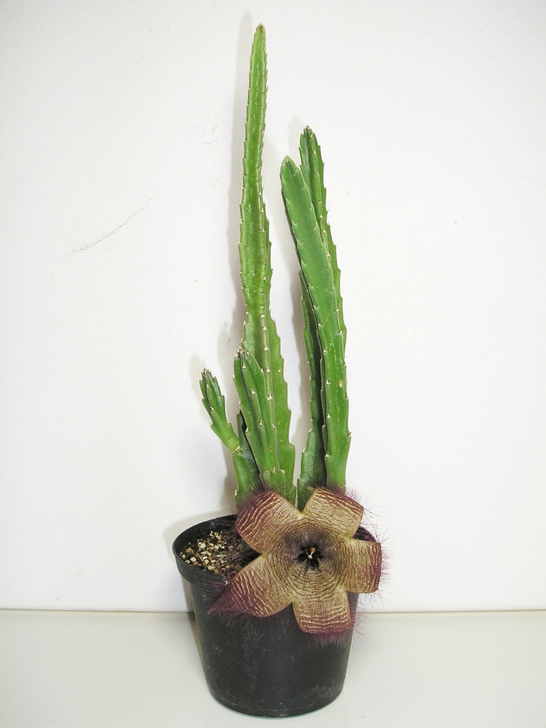 Potted