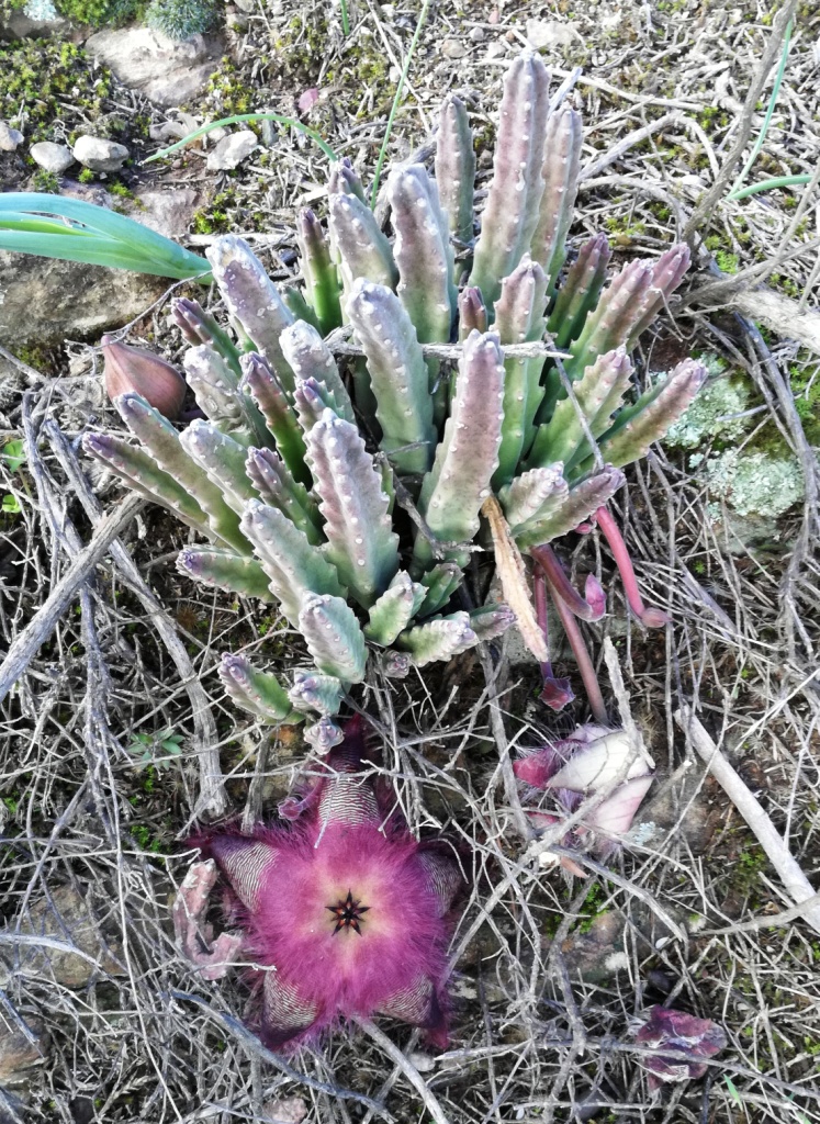 Stapelia Hirsuta