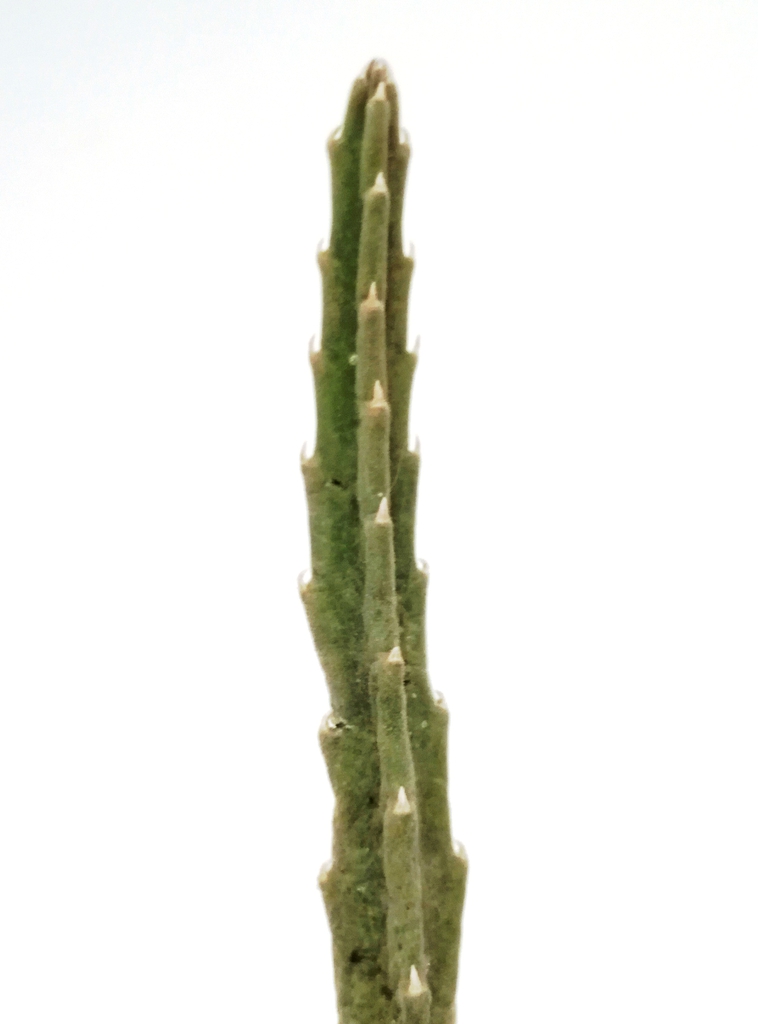 Grooved stem