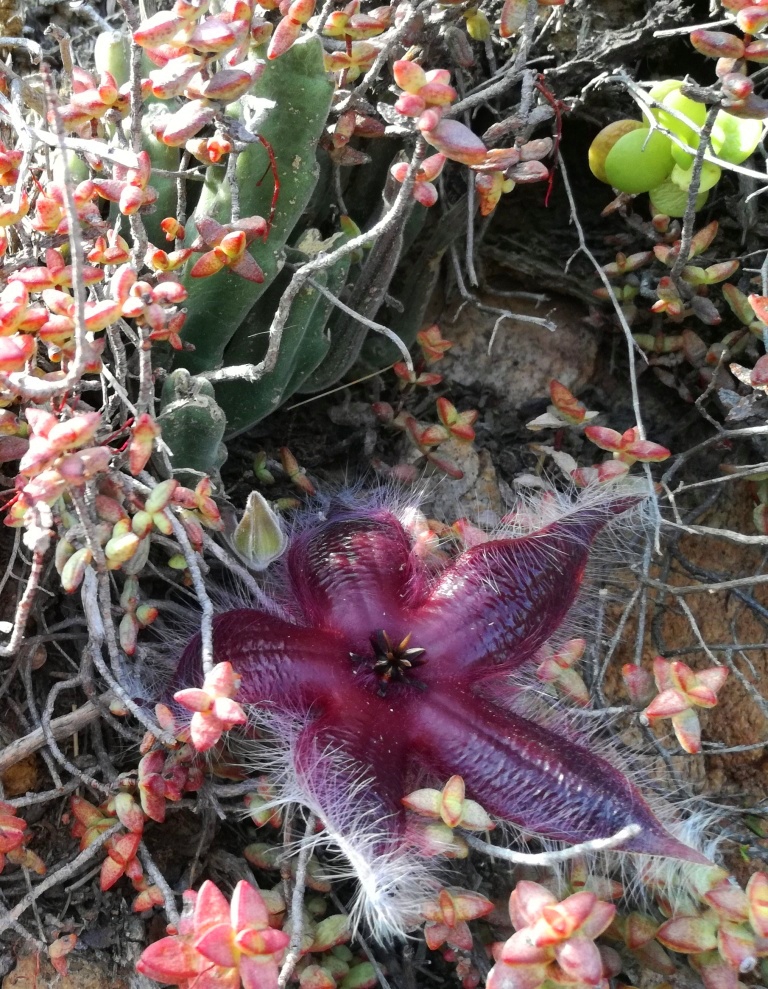 Stapelia Hirsuta
