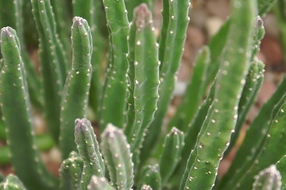 Close up