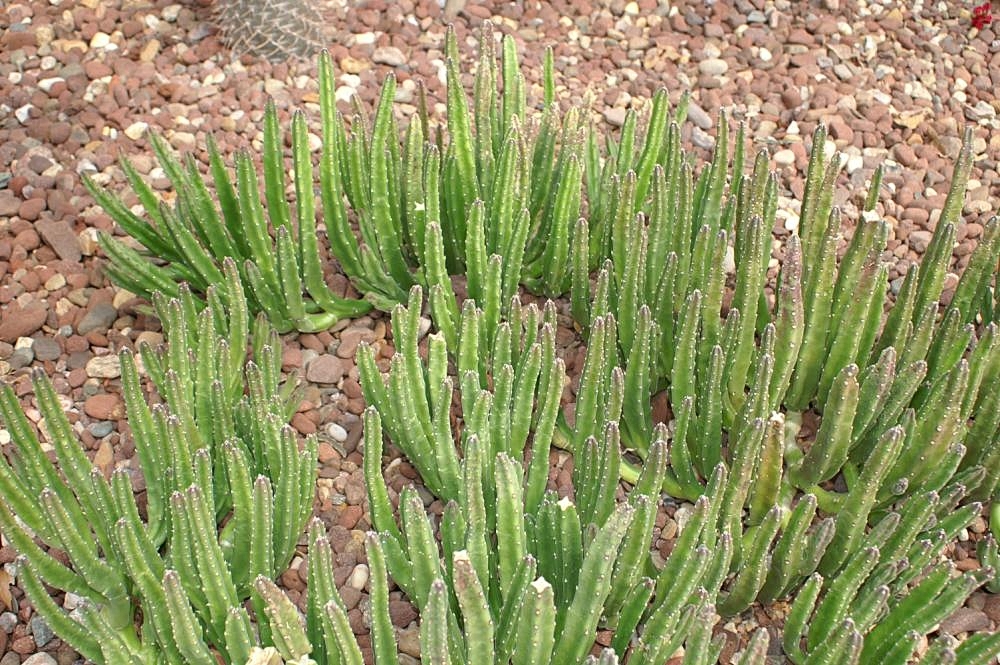 Form