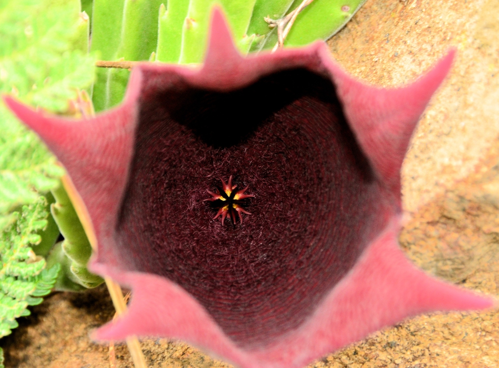 Flower close up