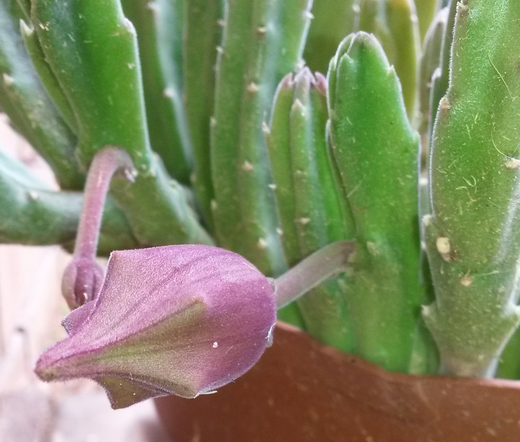 Small bud