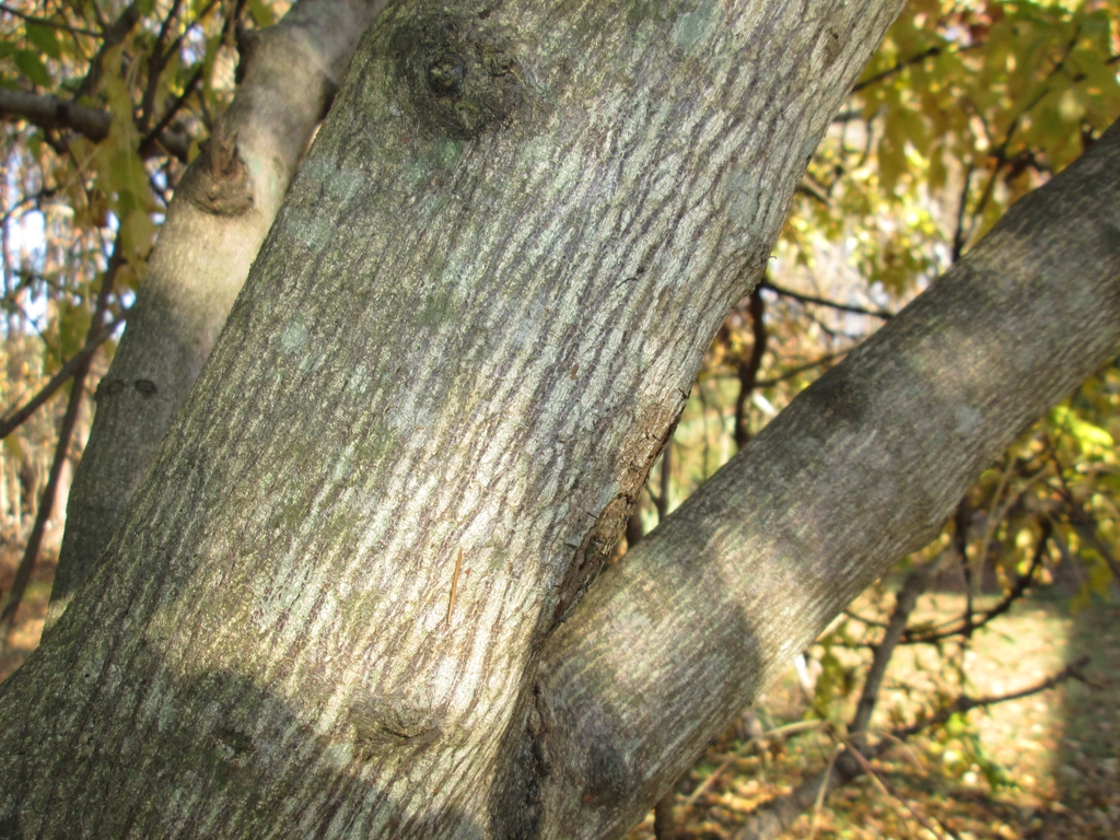 Smooth gray bark with longitudinal fissures