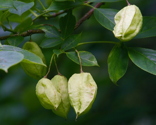 Staphylea trifolia
