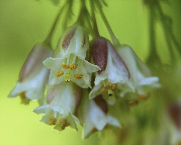 Staphylea trifolia