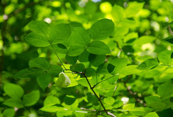 Staphylea trifolia