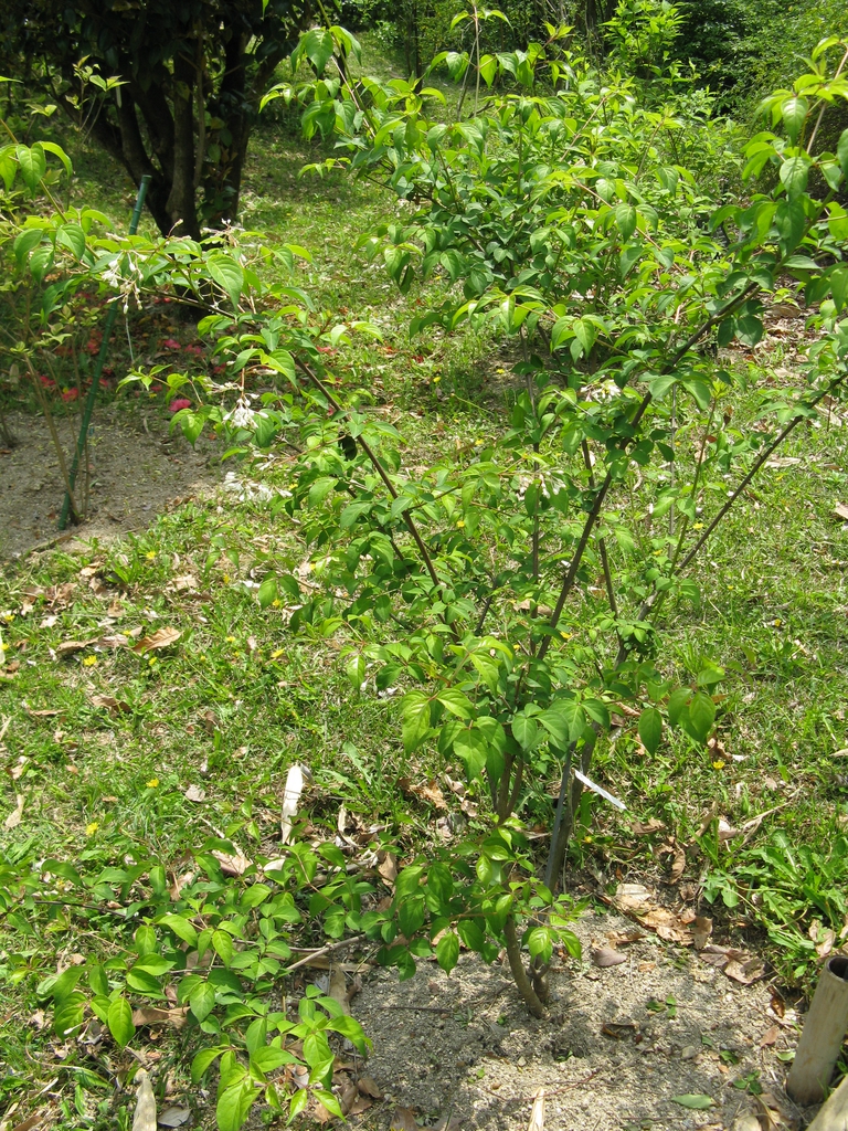 Staphylea bumalda
