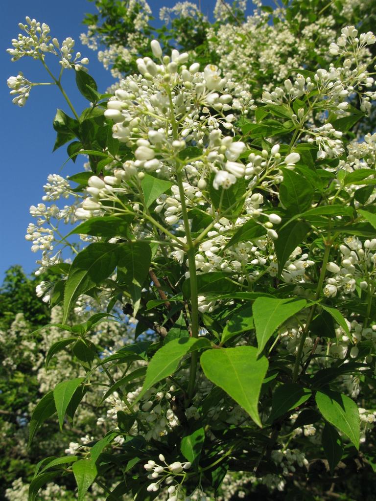 Staphylea bumalda