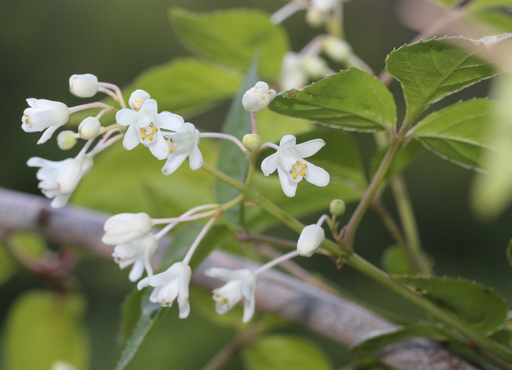 Staphylea bumalda