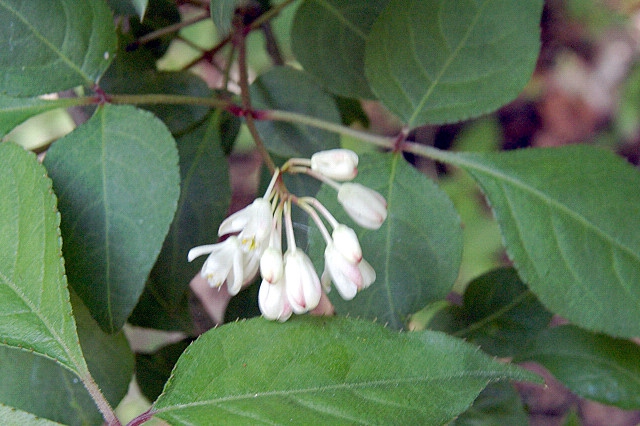 Flowers and Leaves