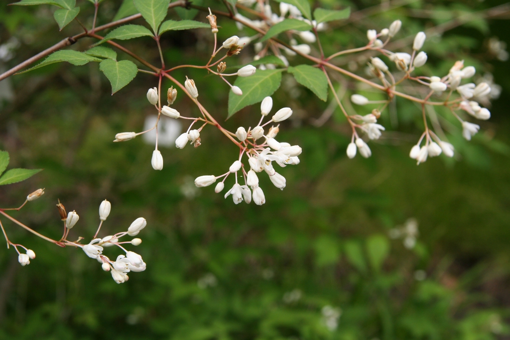 Flowers and Leaves
