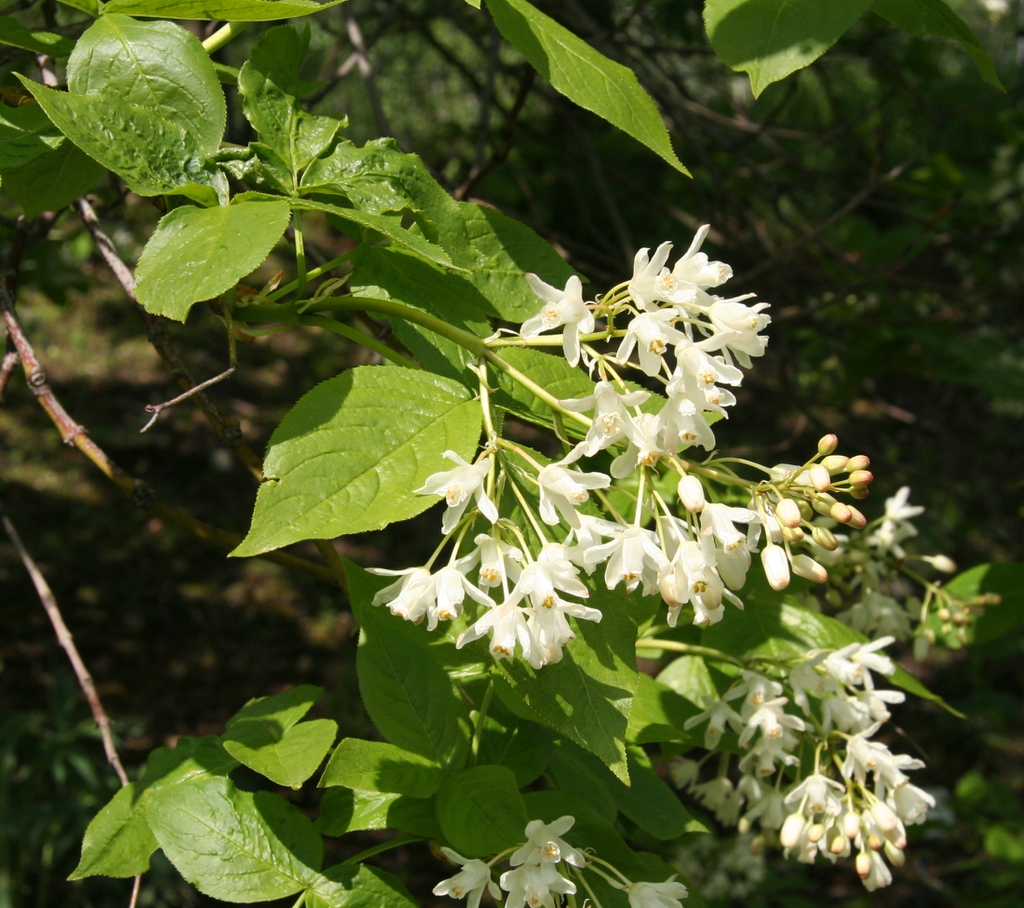Staphylea colchica