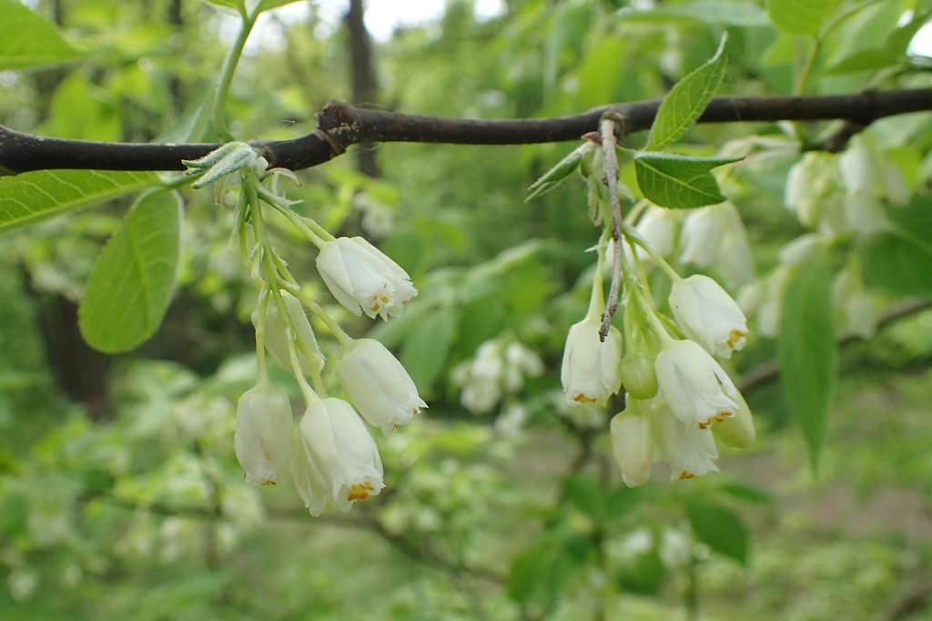 Staphylea colchica