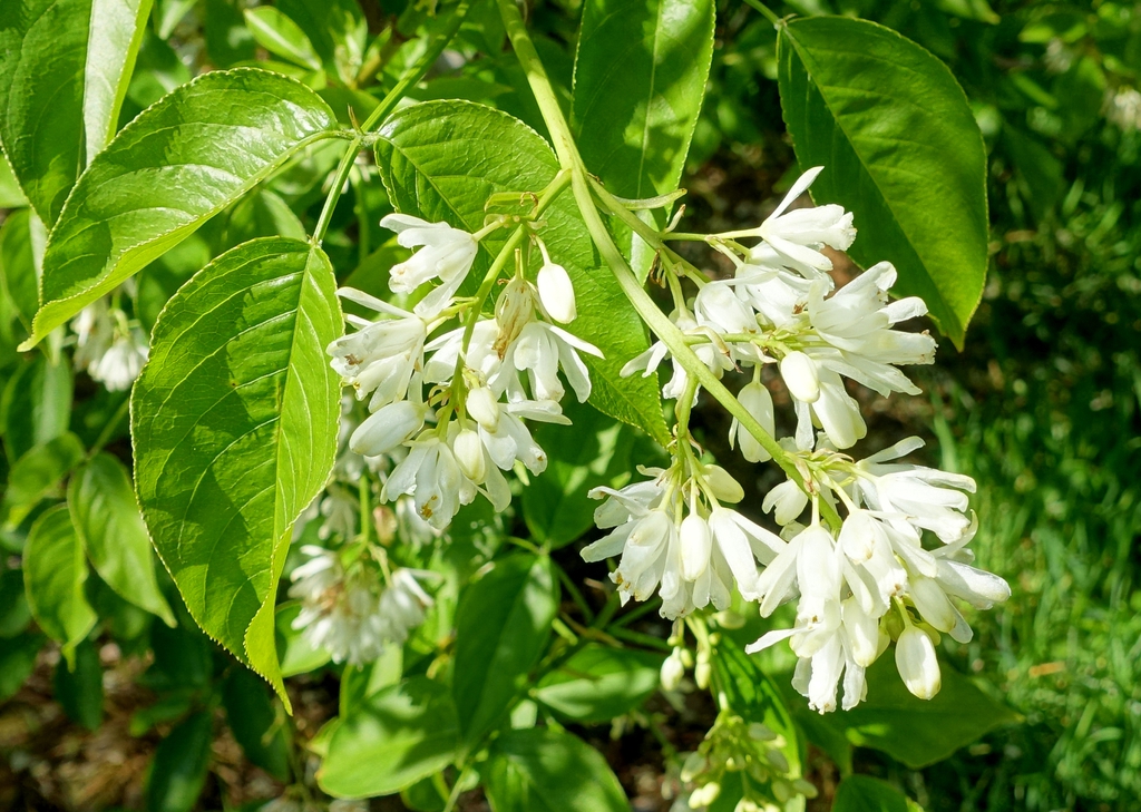 Staphylea colchica