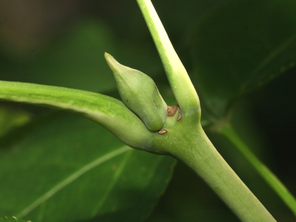 Staphylea colchica