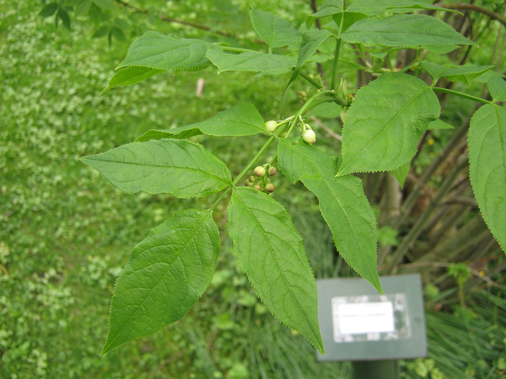 Staphylea colchica