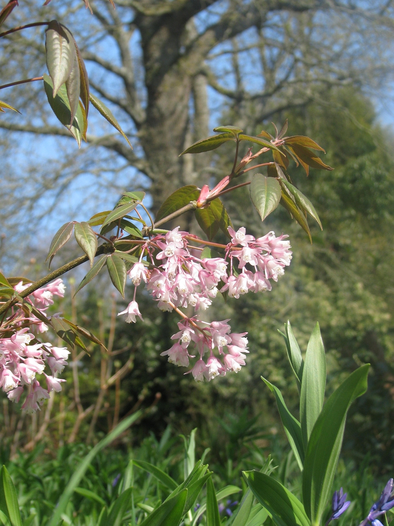 Form