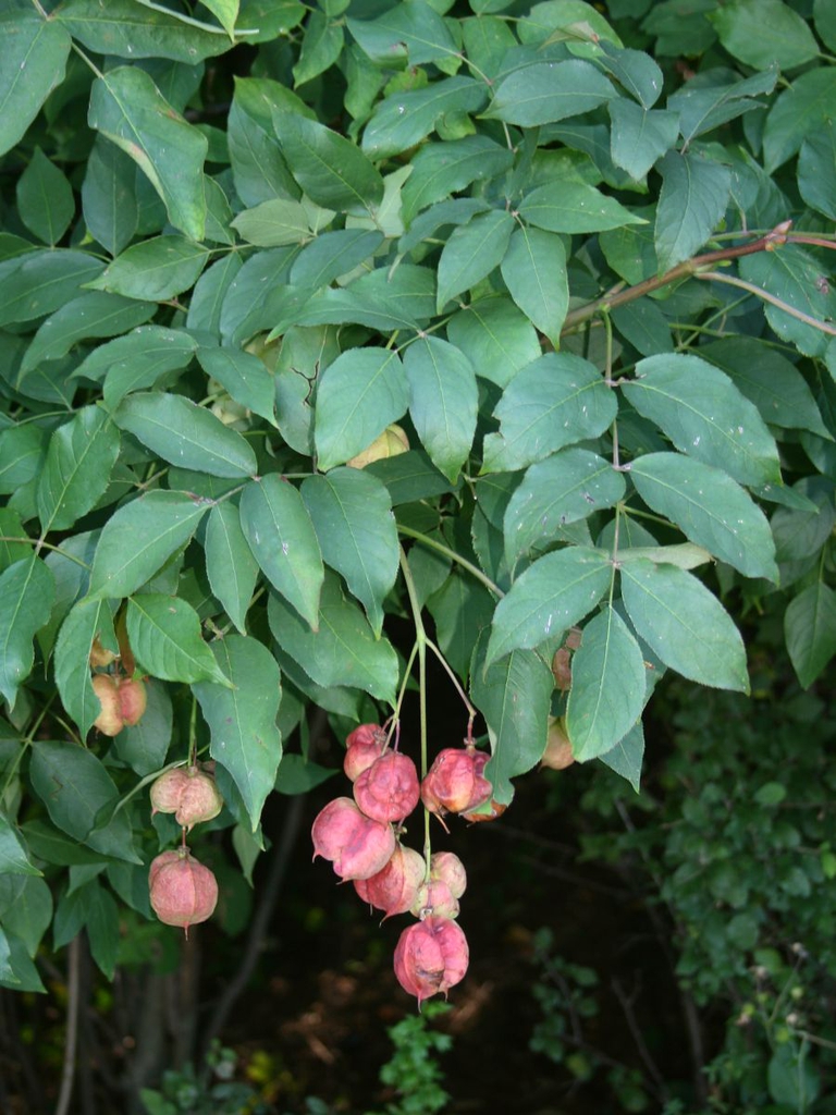 Flower and Leaves