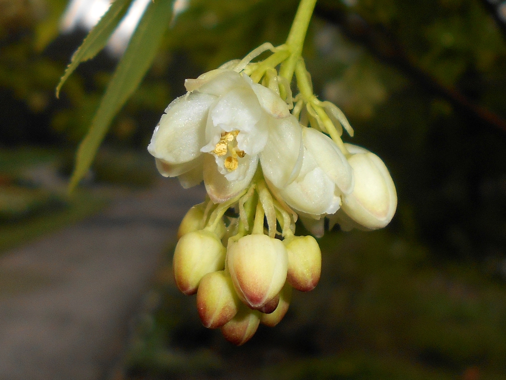 Staphylea pinnata