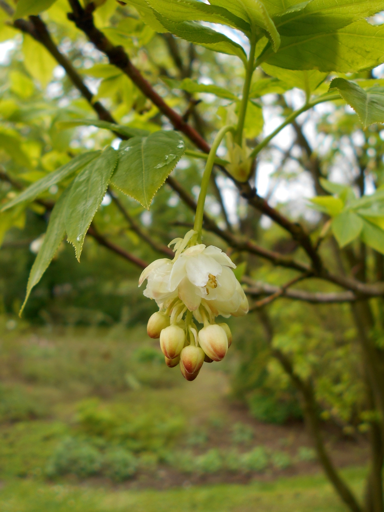 Form