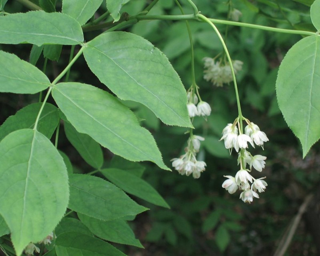 Flowers and Leaves