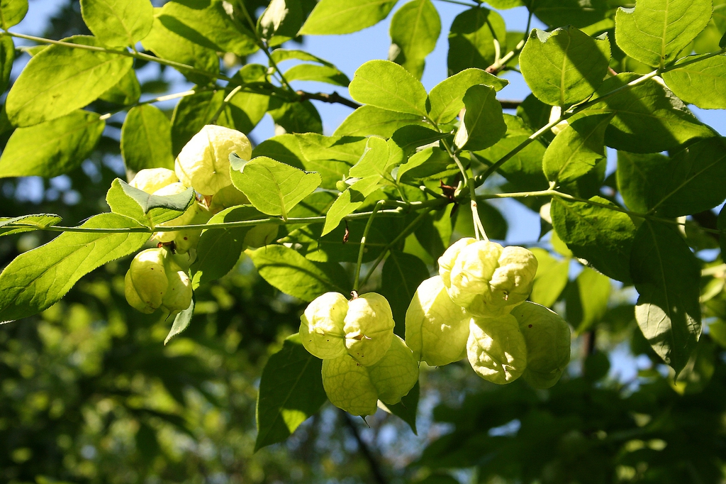 Staphylea pinnata