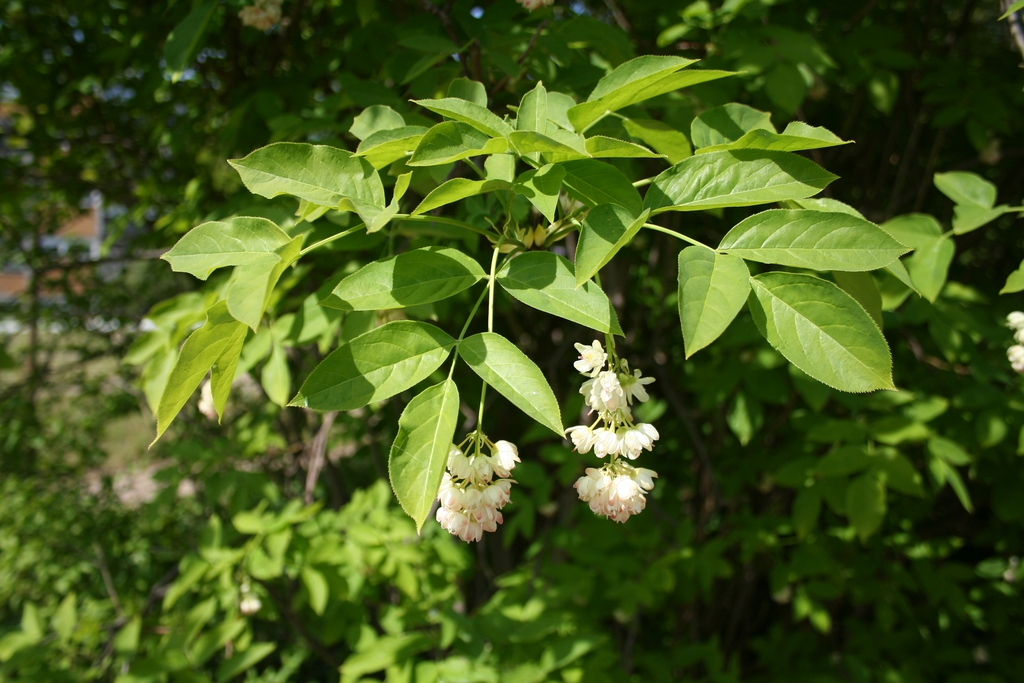 Flowers and Leaves