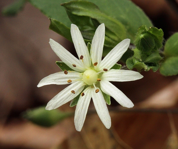 Stellaria pubera