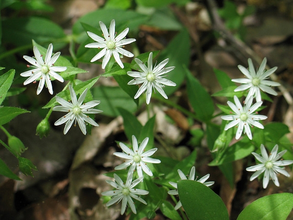 Stellaria pubera