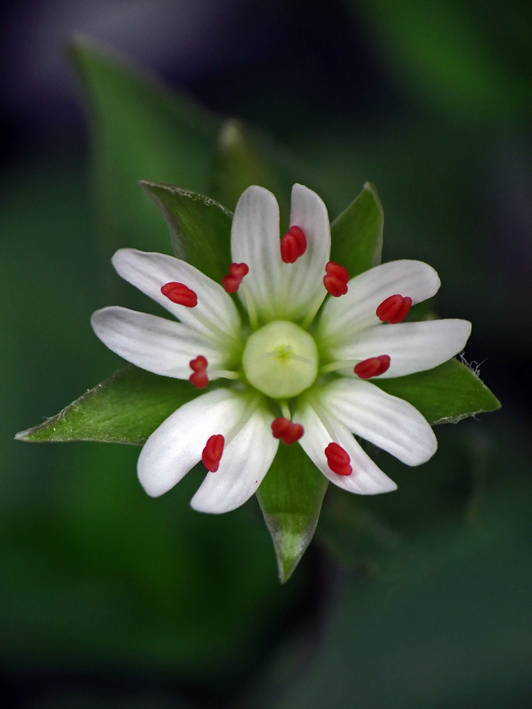 Stellaria corei