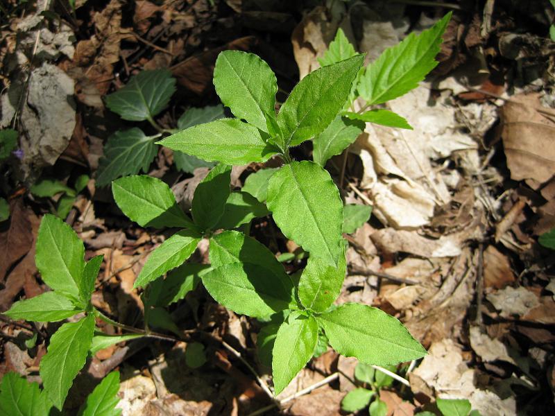 Stellaria corei
