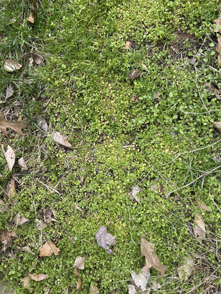 Stellaria media in turf