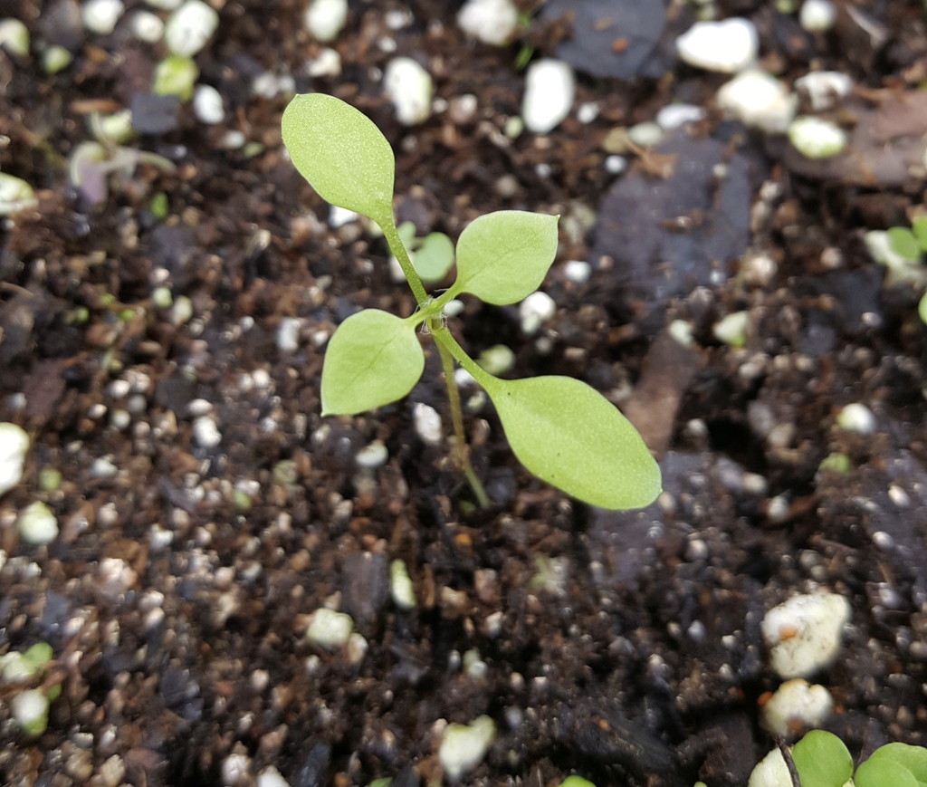 Seedling