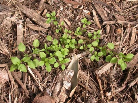Stellaria media