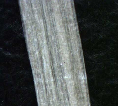 Stellaria media